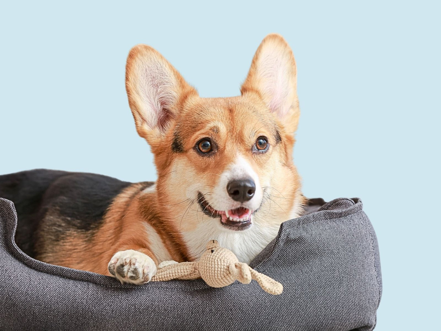 Dog Accessories