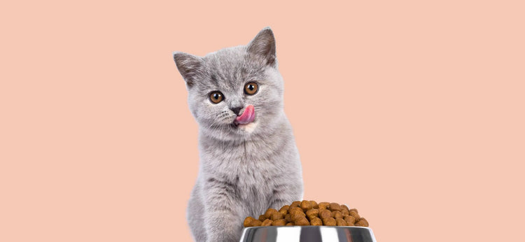 Cat Toys